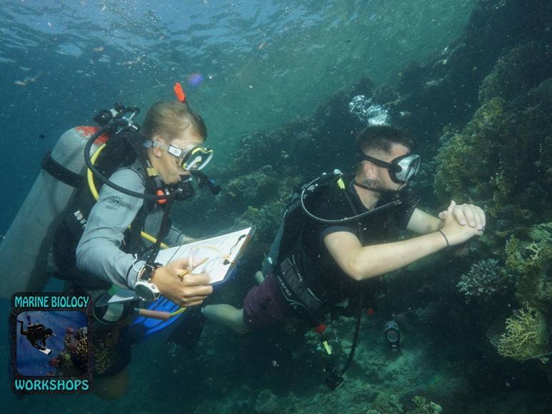 Reef Check Surveys 